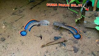 SANGAT BERUNTUNG MENEMUKAN CHANNA LIMBATA SEGAN4S INI  Cara Unik Mancing Ikan Channa Limbata [upl. by Lucinda150]