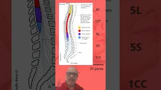 31 pares de nervos espinais [upl. by Yellhsa]