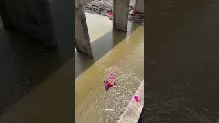 Ganpati visarjan 2024 ki subscribe ganeshafestival hindufestival ytshort trending hind [upl. by Torrell267]