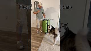 My Husky Throws A Temper Tantrum When She Sees Me Going On Vacation 👀😳 [upl. by Smada]