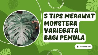 5 TIPS MERAWAT MONSTERA VARIEGATA UNTUK PEMULA [upl. by Ajet]