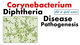 Corynebacterium diphtheriae microbiology lecture  Pathogenesis treatment disease symptoms toxin [upl. by Reid]