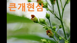 큰개현삼Kakuda Figwort [upl. by Des]