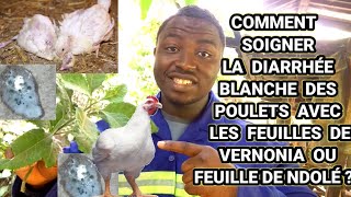 COMMENT SOIGNER LA DIARRHÉE BLANCHE DES POULETS AVEC LES FEUILLES DE VERNONIA FEUILLE NDOLÉ [upl. by Lune533]