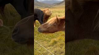 Feeding Icelantic horse [upl. by Amrac]