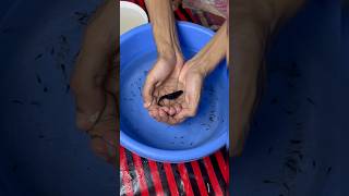 MOLLY FISH 🐟 GIVING BIRTH mollyfish mollybaby molly petsvlog petfish aquarium guppy pets [upl. by Naor309]