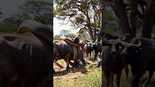 Giant python with herd of wild buffalo RareAnimals youtubeshorts snake pythonsnake animals [upl. by Hernando]