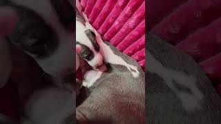 All The DoDa Day Work Of Art Italian Greyhound Puppy [upl. by Kinney]