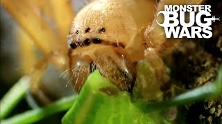 Badge Huntsman Spider Vs Spider Hunting Scorpion  MONSTER BUG WARS [upl. by Lissi]