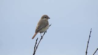 Daurische KlauwierDaurian Shrike NHDuinreservaat Heemskerk The Netherlands 30102024 [upl. by Rolyak]