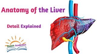 Anatomy of the Liver Interesting Updated amp Detailed Video with Amharic Speech Digestive System [upl. by Attelrak]