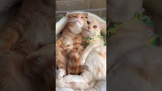 Süße Katzen 🤣 sweetcat funnycats funnycat funnycatvideos funnyanimals funnypets katzen katze [upl. by Pollitt]