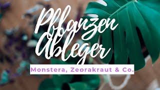 Pflanzen Ableger schnell und einfach selber machen I Monstera amp Co  LITTLE LEMON [upl. by Francesca]