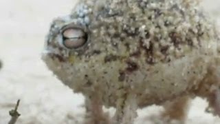 Worlds Cutest Frog makes weird sound [upl. by Ettenel]