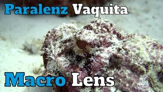 Vaquita macro lens [upl. by Assecnirp]