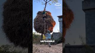 Why Wrap Trees with Rice Straw [upl. by Dann]