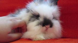 my new lionhead bunny [upl. by Asinet373]