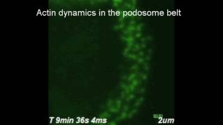 Symmetrical retrograde actin flow in the actin fusion structure [upl. by Ynahteb625]