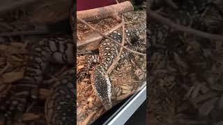 Perentie Monitor Lizard [upl. by Reames874]