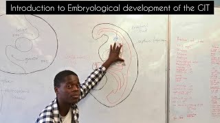 Introduction to embryological development of the GIT  Development of the esophagus [upl. by Stokes]