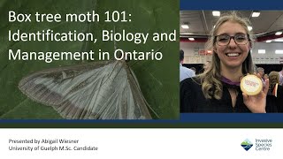 Box tree moth 101 Identification Biology and Management in Ontario [upl. by Aisya]