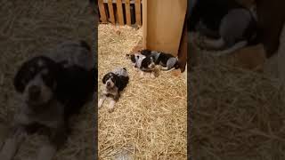 bluetick coonhound puppies at 6 weeks old [upl. by Addie]