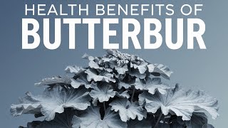 quotThe Hidden Wonders of Butterbur Uncover the Health Benefitsquot [upl. by Immot]