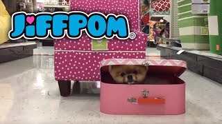 Jiffpom Hides in a Toy Box [upl. by Nnyla]