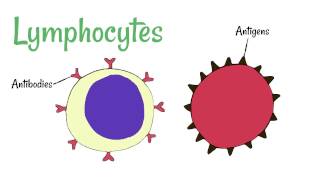 Cell Defence Lymphocytes and Phagocytes [upl. by Ahcropal194]