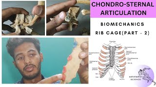 CHEST WALL ARTICULATION  PART 2 BIOMECHANICS OF THORAX Physiotherapy Tutorial [upl. by Ardnalak322]