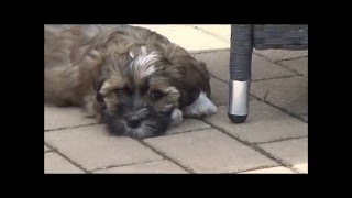 Havaneser WelpenHavanese puppies [upl. by Letsou788]