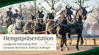 Hengstpräsentation Landgestüt Moritzburg 2022 Schweres Warmblut Kaltblut und Haflinger [upl. by Enomahs180]