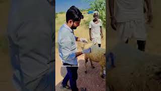 भेड़ का ईलाजSheep treatment sheepfarming veterinary sheep [upl. by Ettezyl]