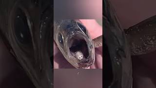 Cymothoa exigua shorts facts trending [upl. by Dhar]