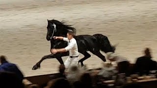 Overall CHAMPION 2018 Friesian horse Jurre 495 faderpaard Hengstenkeuring [upl. by Meeks]