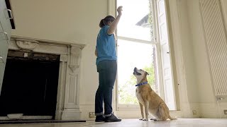 How to Teach Your Dog to Watch  The Battersea Way [upl. by Lonne]