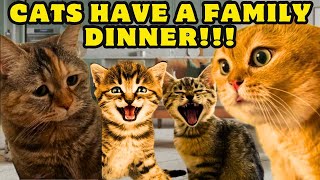 A Family of Cats have Their First Dinner Together catmemes Ep161 [upl. by Bealle927]