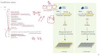 라이브 랩미팅 57 Luciferase assay [upl. by Enialahs913]