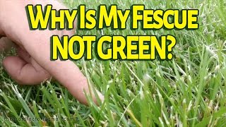 Why Is My Tall Fescue Not GREEN  The Grass Factor [upl. by Culbert]