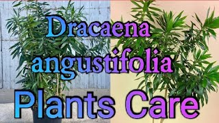 Dracaena plant dracaena plant Care Dracaena plant Care in winter How to Grow n Care Dracaenaplant [upl. by Haile]