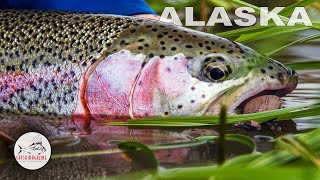 Alaska Fly Fishing with a Mouse Fly  Aniak by Todd Moen [upl. by Idnat]