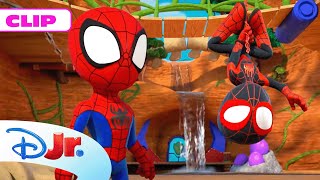 MARVEL SPIDEY Y SU SUPEREQUIPO La casa del árbol  DisneyJuniorES [upl. by Acisey298]