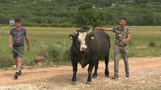 BRIZAN KRNIĆA ŠAMPION HR U TEŠKOJ SPREMA SE ZA KAMATARA TIGRA I IVKOŠIĆA [upl. by Kcirdes115]