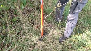 Extracting of Ailanthus altissima ZavodTerraRossa [upl. by Yrtsed]