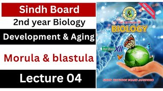 morula and blastula  development and aging  class 12 biology Sindh board New book [upl. by Ragse]