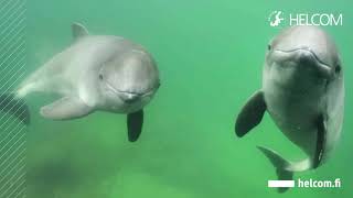 Harbour Porpoises in the Baltic Sea [upl. by Raskind]