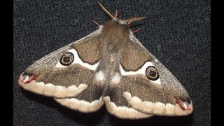 Wild Silkmoth Life Cycle  Saturnia albofasciata V00609 [upl. by Seuqirdor]