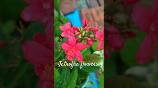 jatropha flowers teres garden youtubeshorts viralvideo gardenflowers [upl. by Danzig931]