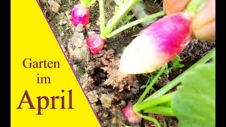 April Hase und Fasan im Oster Auenland  Guken Rankhilfe  Radieschen ernten  Kohl auspflanzen [upl. by Mathilde]