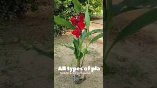 All types of plants available  green garden nursery  garden plants nursery farming nature [upl. by Genni]